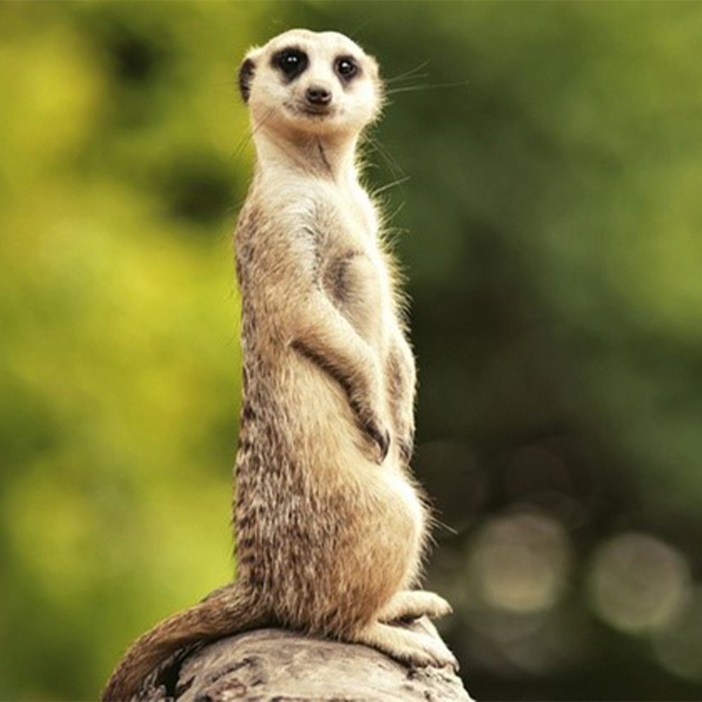 Buy A Gift 2 For 1 Meet The Meerkats Experience