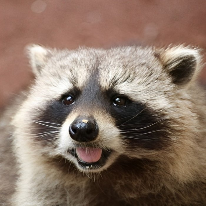 30 Minute Raccoon Encounter at Millets Falconry for Two