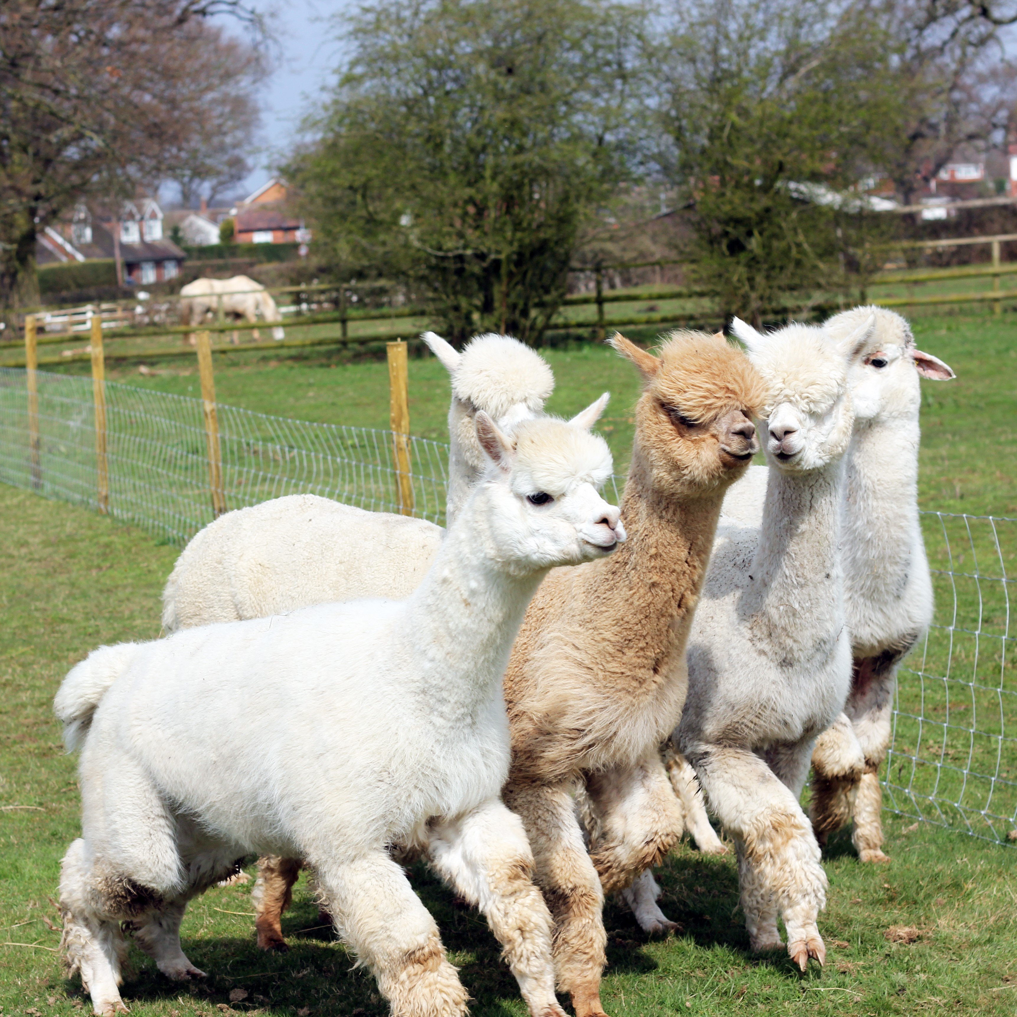 Buyagift Lucky Tails Alpaca Farm Entry With Alpaca Walk For Two Adults And Two Children