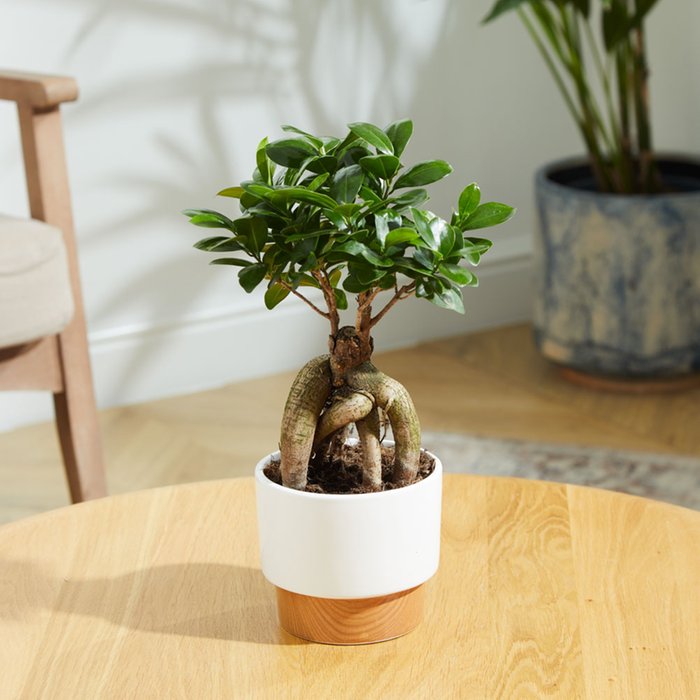 The Lucky Ginseng Plant