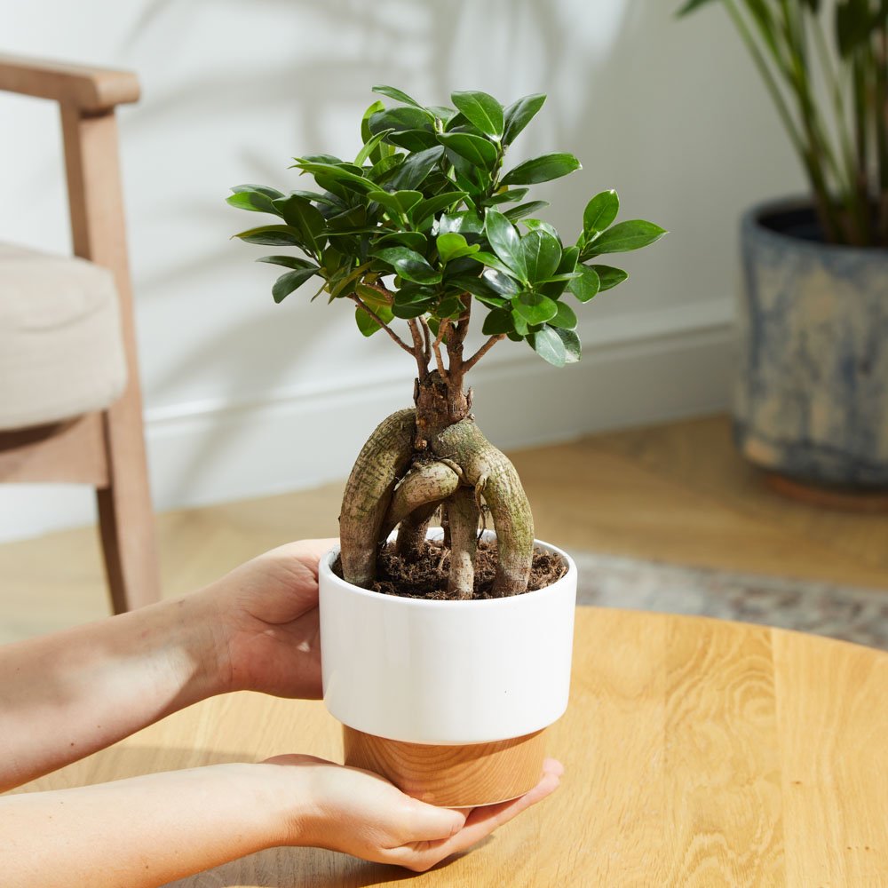 The Lucky Ginseng Plant Flowers