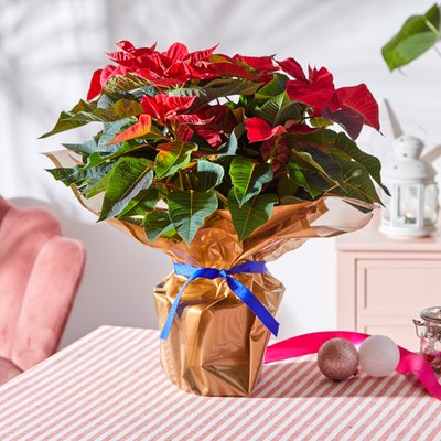 Large Gift Wrapped Poinsettia