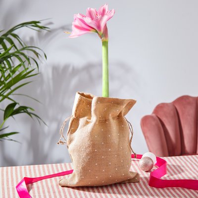 The Candy Cane Amaryllis Bulb in Hessian Bag