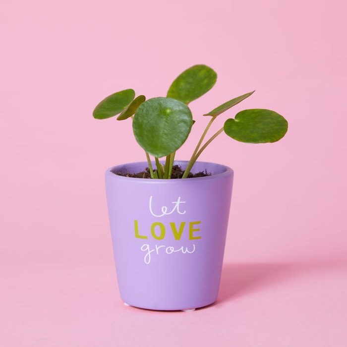 Let Love Grow Penny Plant