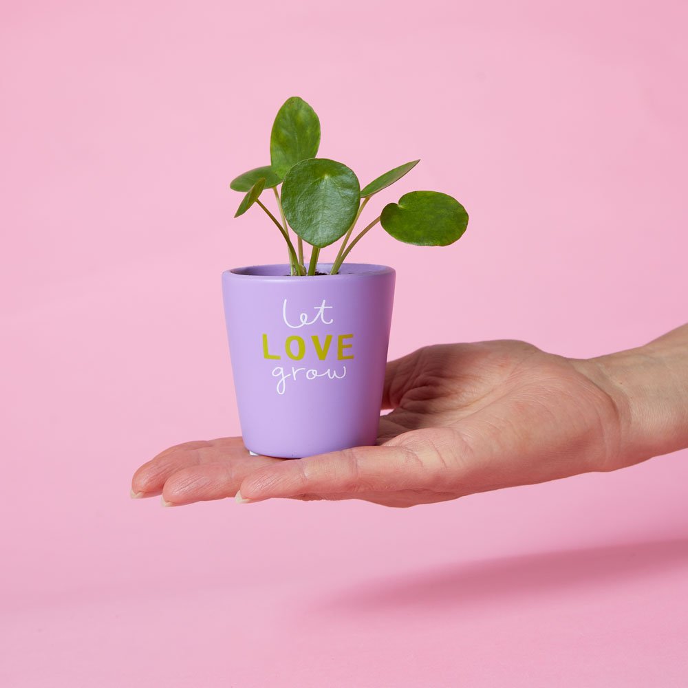 Let Love Grow Penny Plant Flowers