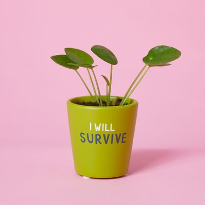 I Will Survive Penny Plant