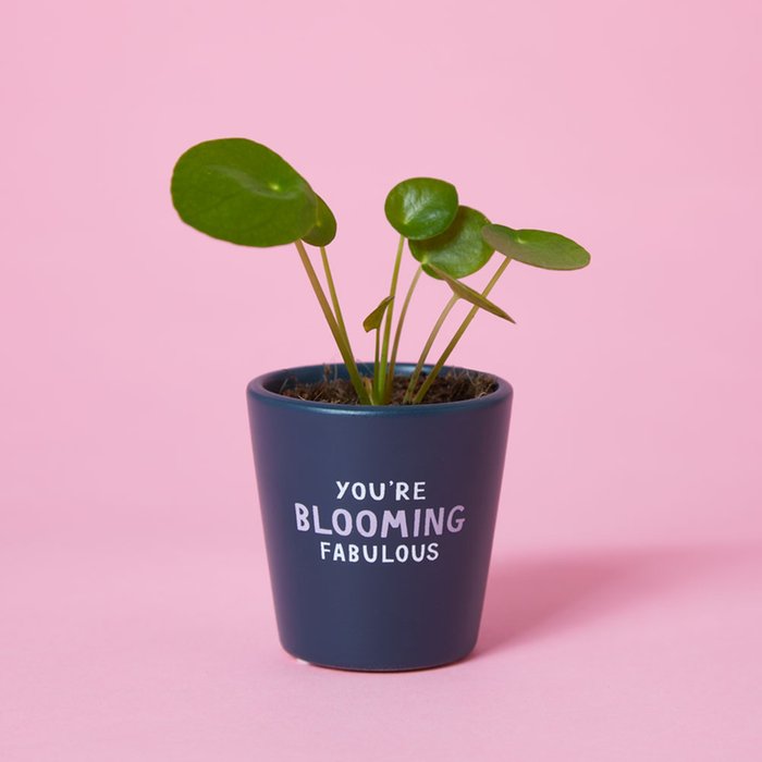 Blooming Fabulous Penny Plant 