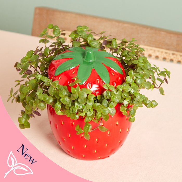 Turtle Vine Plant in Giant Strawberry pot