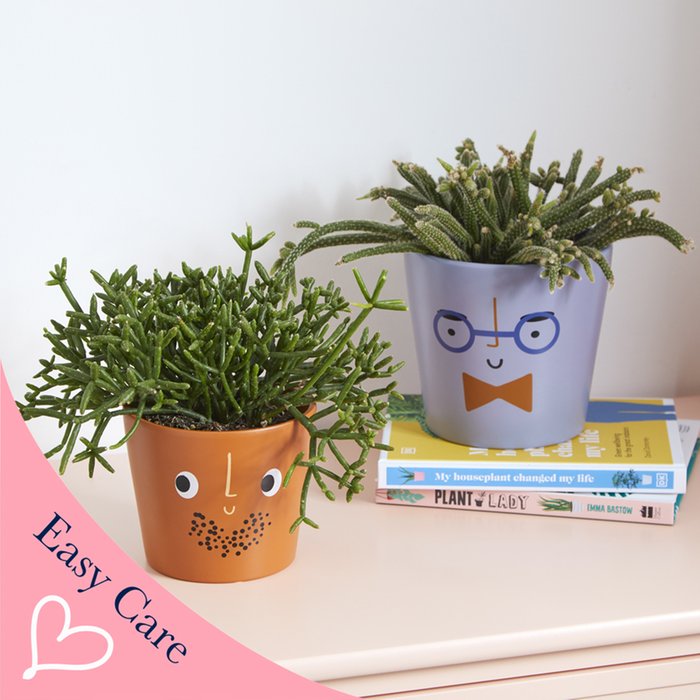 Rhipsalis and Cheeky Chap Ceramic Collection