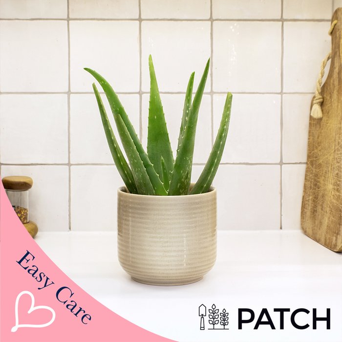 Franky in Cream Ceramic Pot