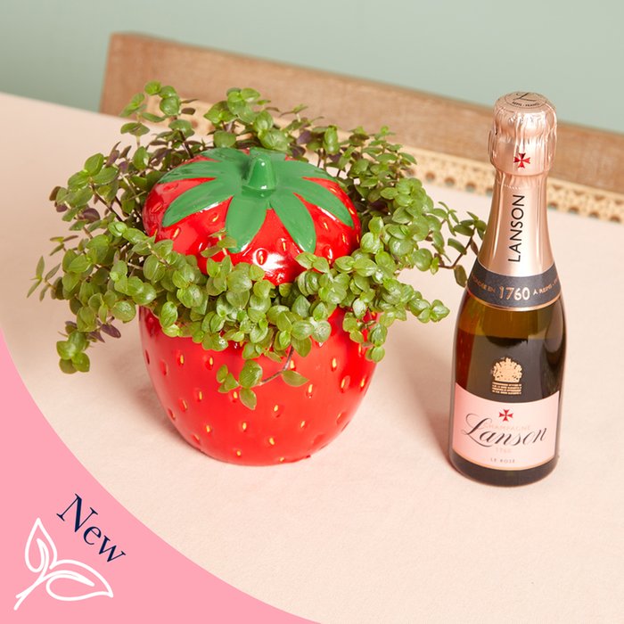 Turtle Vine Plant In Giant Strawberry Pot and Lanson Champagne