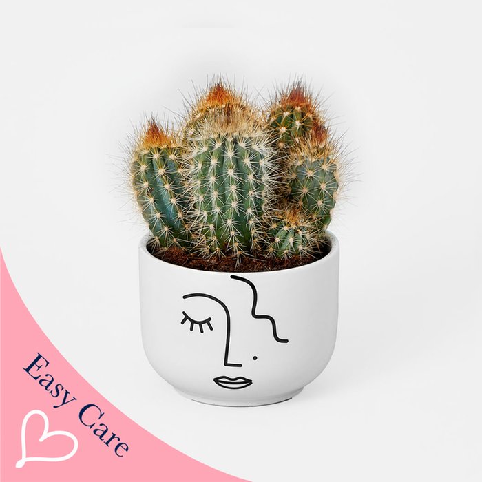 Cactus & Abstract Face Planter