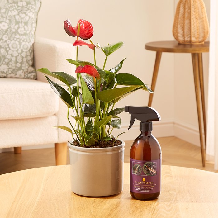 The Anthurium Plant Care Gift Set