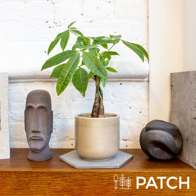 Patch 'Ariel' The Money Tree With Pot