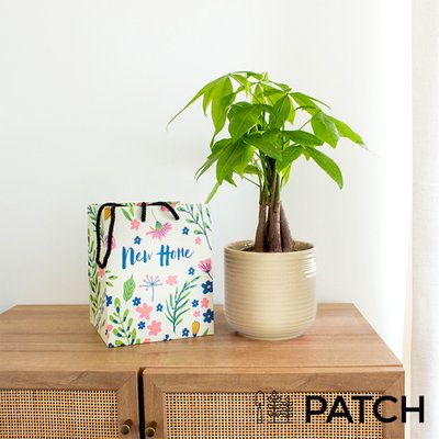 Patch ‘Ariel' The Money Tree Pot and New Home Gift Bag