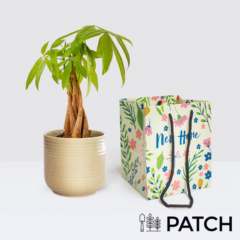 Patch ‘Ariel The Money Tree’ Set Flowers