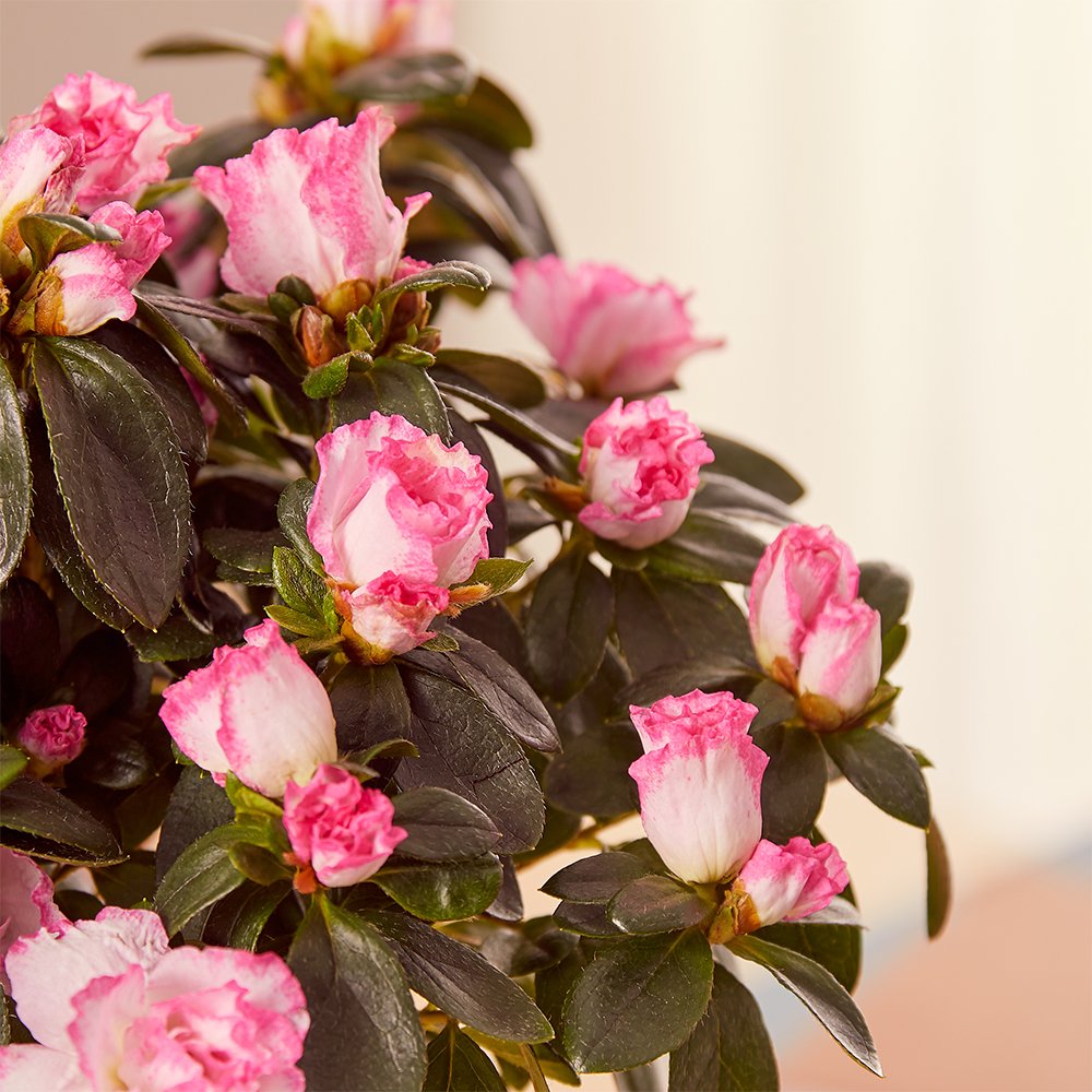 The Pink Azalea Plant Flowers