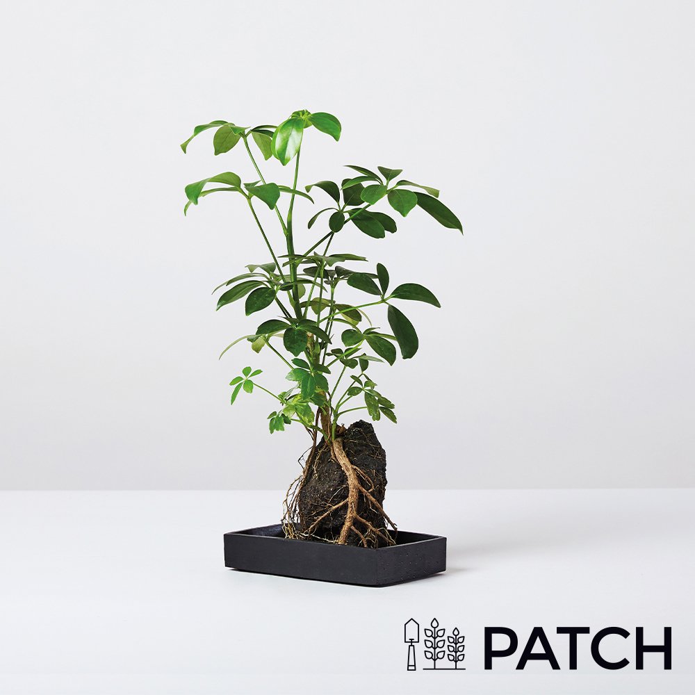 Patch ‘Bali The Schefflera’ On Stone Flowers