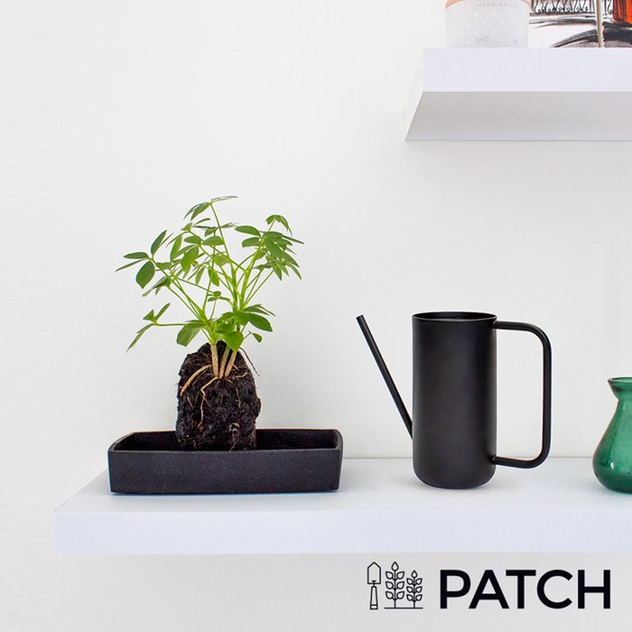 Patch ‘Bali' The Schefflera Set With Watering Can