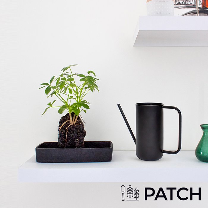 Patch ‘Bali the Schefflera’ Set with Watering Can Moonpig