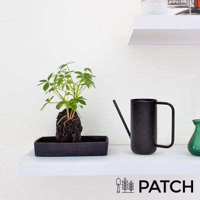 Patch ‘Bali the Schefflera’ Set with Watering Can