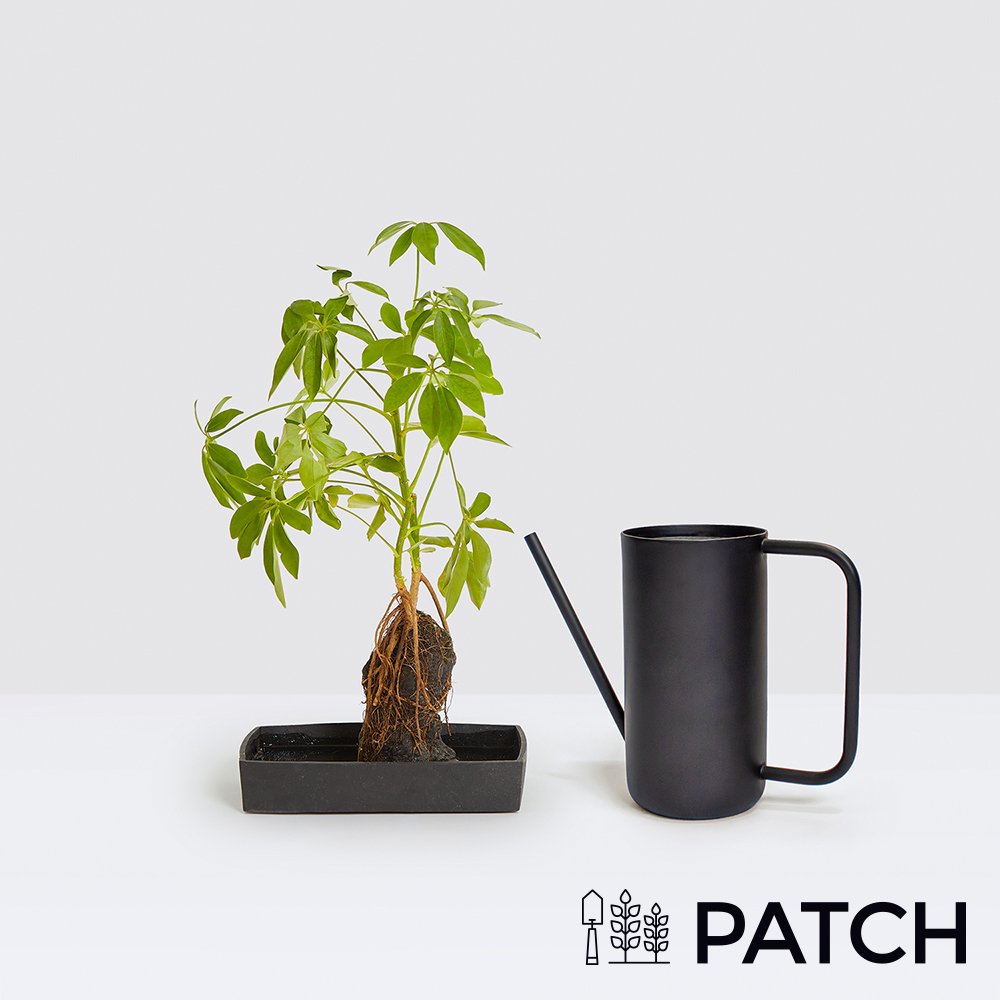 Patch ‘Bali The Schefflera’ Set With Watering Can Flowers