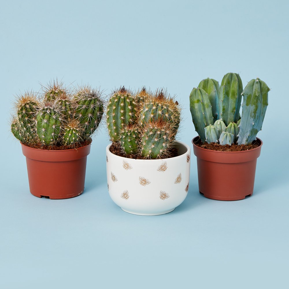 Sass & Belle Cactus & Queen Bee Planter Flowers