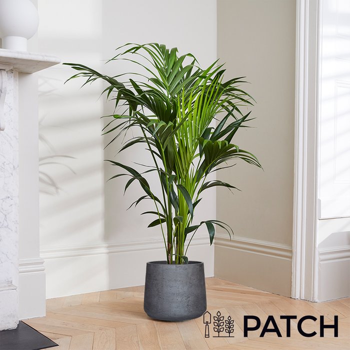 Patch Extra Large 'Ken' The Kentia Palm With Pot