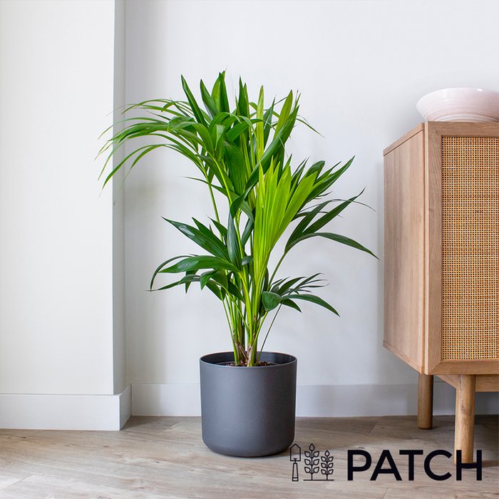 Patch ‘Big Ken' The Kentia Palm With Pot