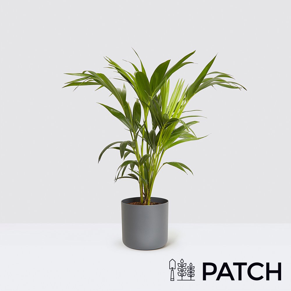 Moonpig Patch 'Big Ken' The Kentia Palm With Pot Flowers