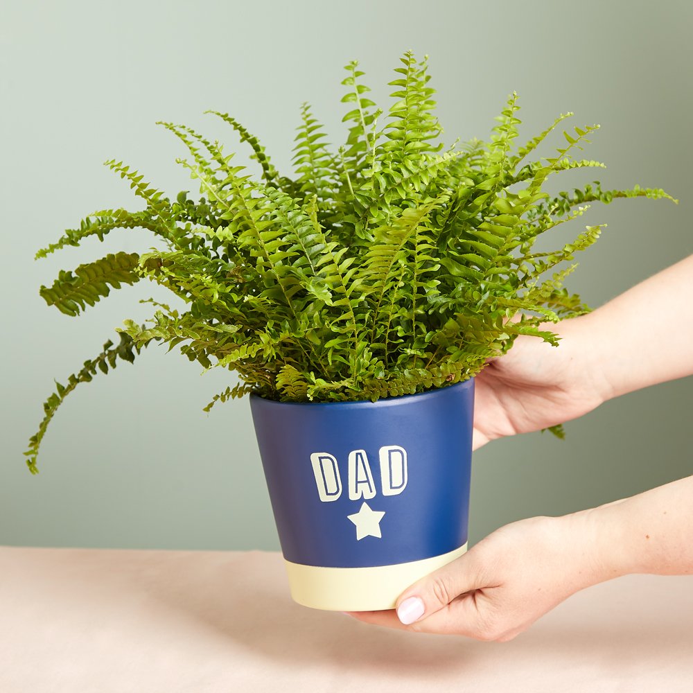 Boston Fern In Dad Pot Flowers