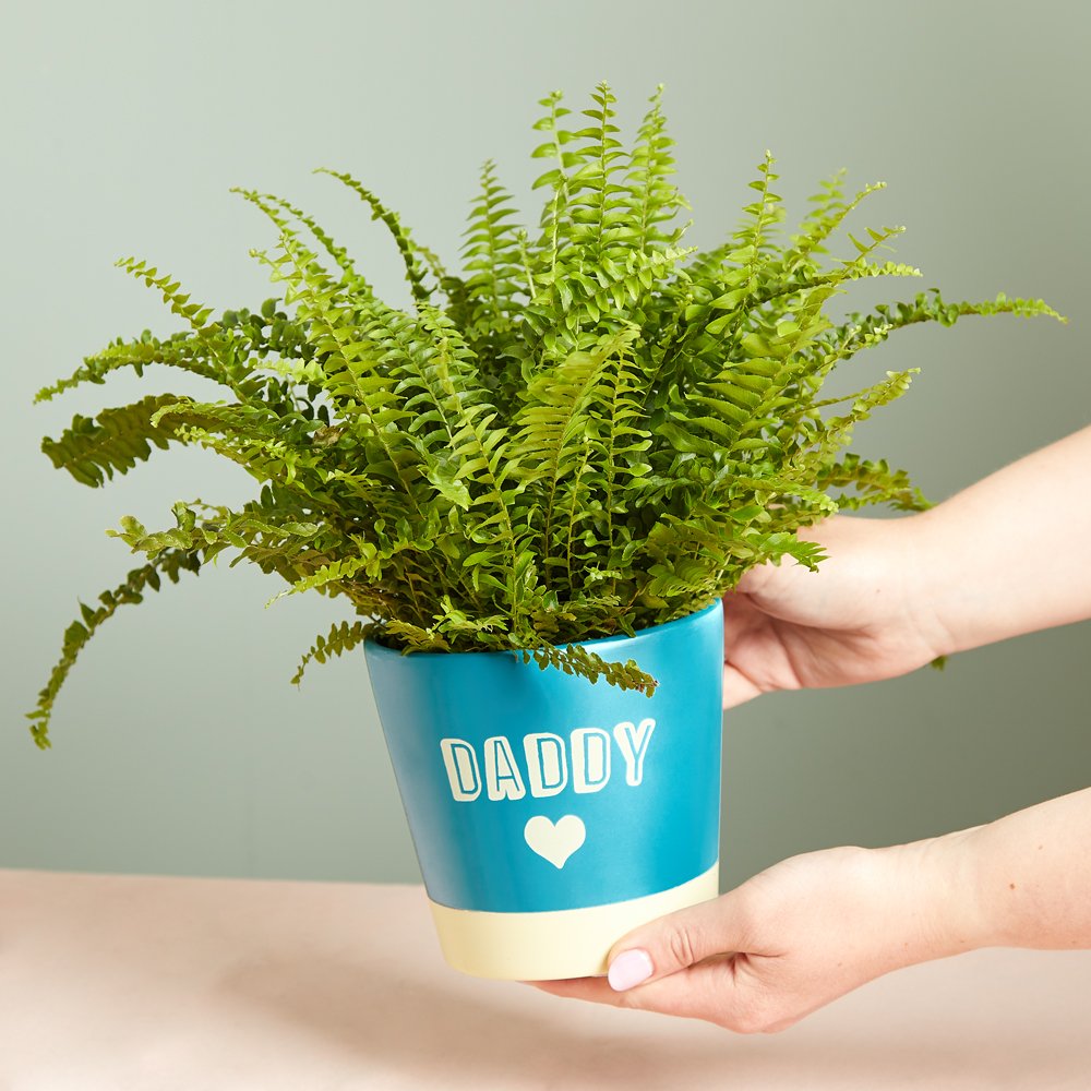 Boston Fern In Daddy Pot Flowers