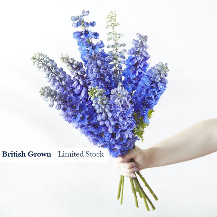 British Delphinium