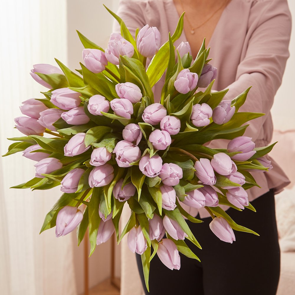 The 50 Lilac British Grown Tulips Flowers