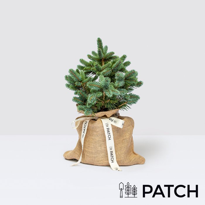 Patch Bruce the Blue Spruce