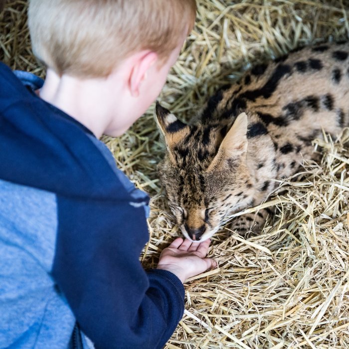2 for 1 Meerkat Experience for Two at Hoo Zoo & Dinosaur World