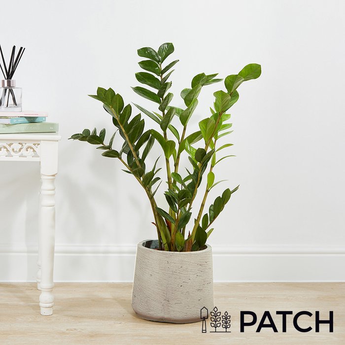 Patch Large 'Cassie' The ZZ Plant With Pot