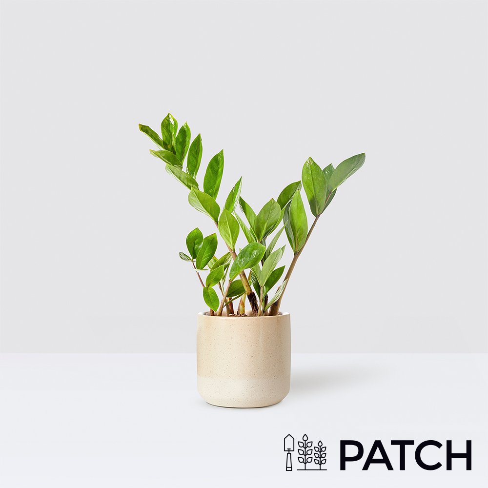 Patch ‘Cassie The Zz Plant’ With Pot Flowers