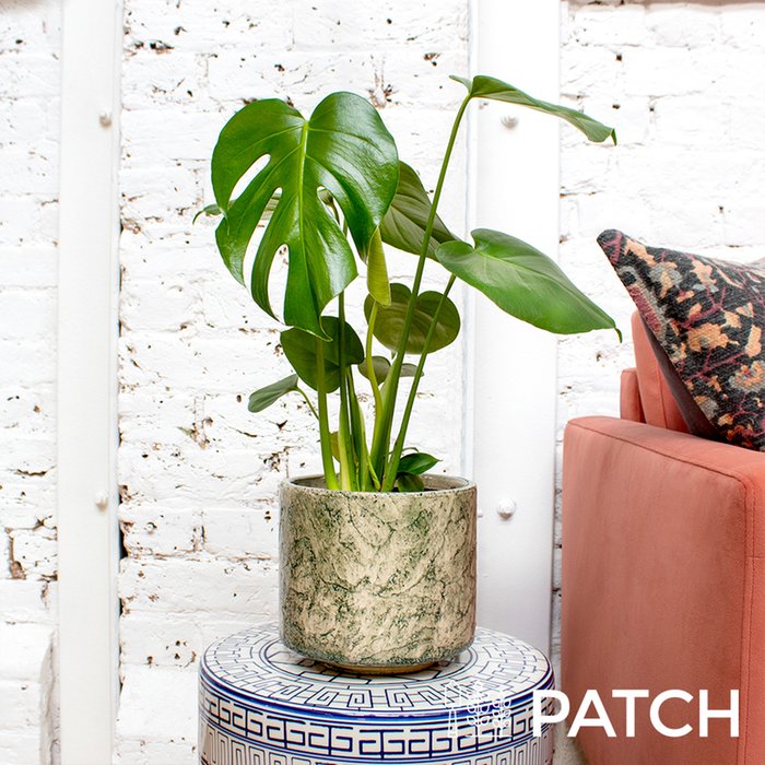 Patch 'Chaz' in Fractured Green Pot