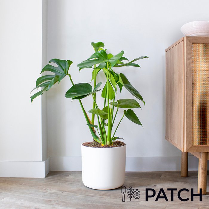 Patch ‘Chaz' The Swiss Cheese Plant With Pot