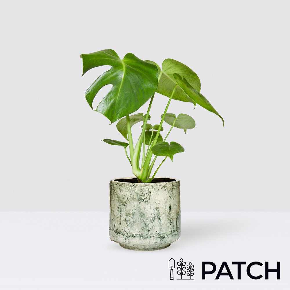 Patch 'chaz' In Fractured Green Pot Flowers