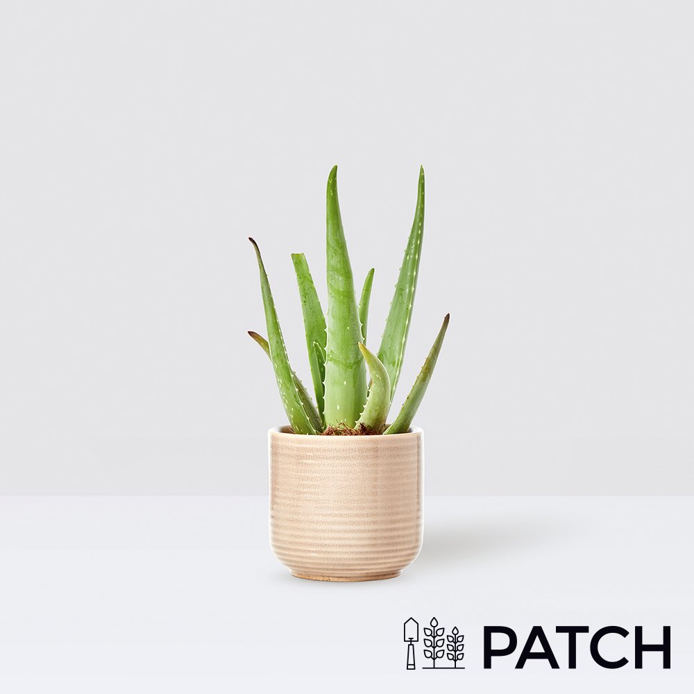 Patch 'franky' In Cream Ceramic Pot Flowers