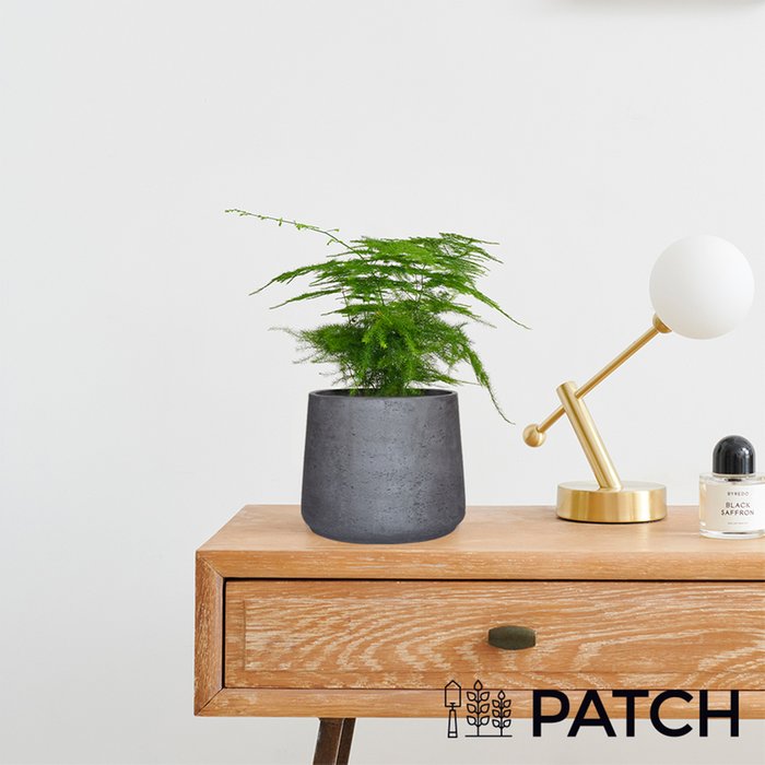 Patch 'Gus' The Asparagus Fern With Pot