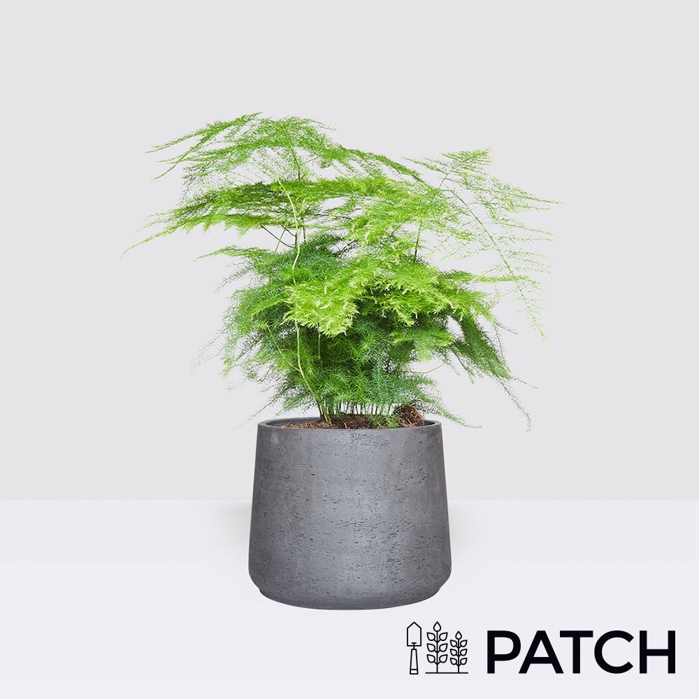 Patch 'gus' The Asparagus Fern With Pot Flowers