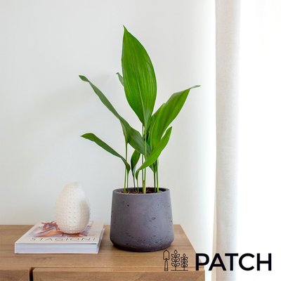 Patch ‘Howard' The Cast Iron Plant With Pot