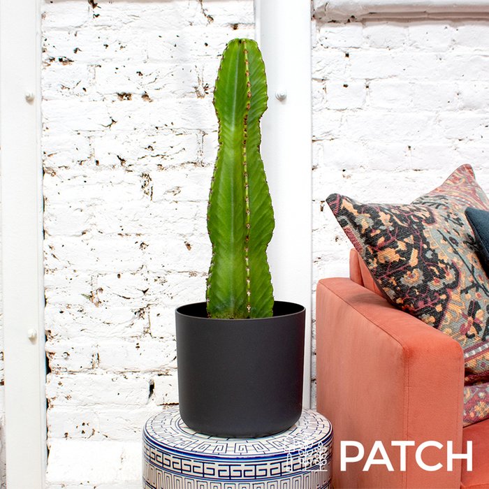 Patch Large 'Ian' The Cactus With Pot