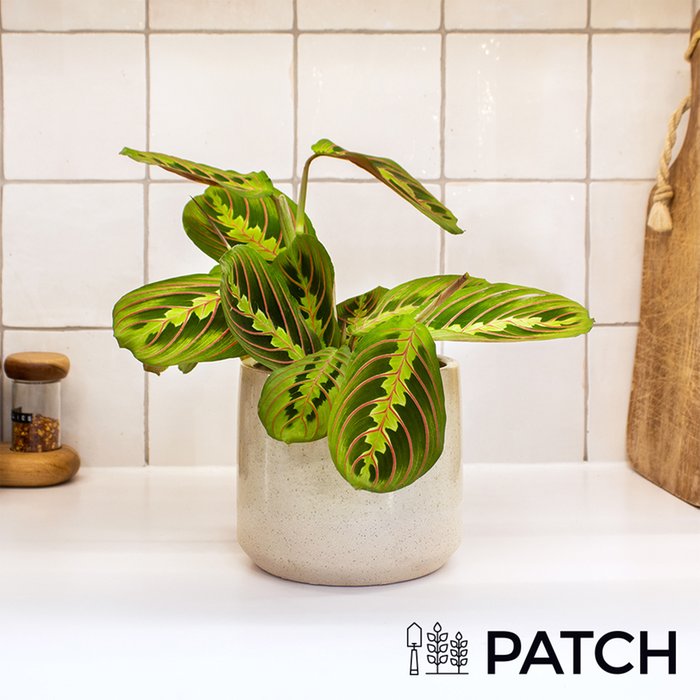 Patch 'Jane' The Prayer Plant With Pot