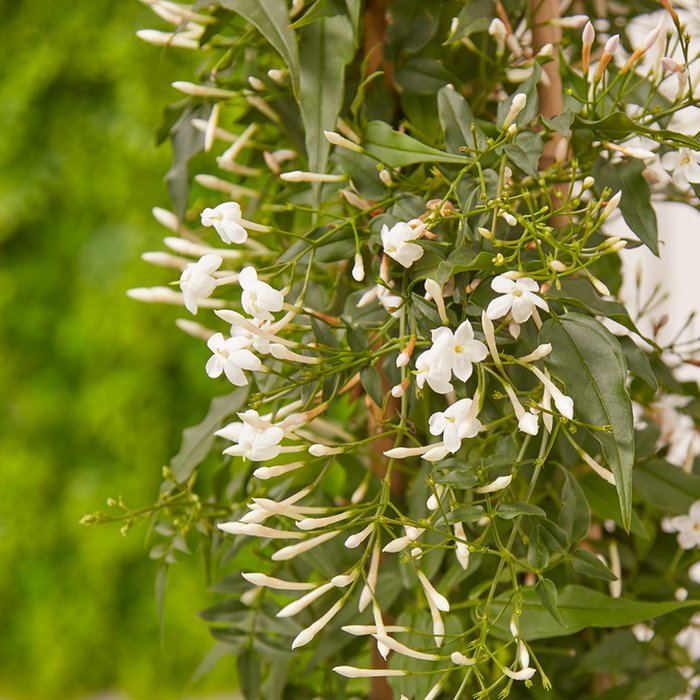 Scented Jasmin Outdoor Plant Moonpig