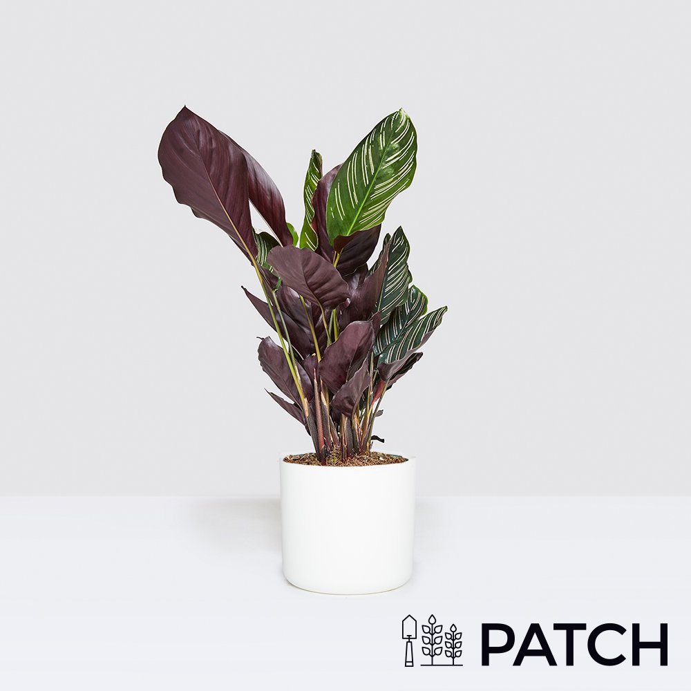 Patch ‘Julia The Calathea Sanderiana’ Set Flowers