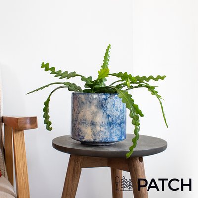 Patch ‘Kate the Fishbone Cactus’ With Pot